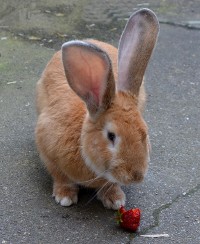 Strawberry_Bunnycake_(7567435990)rabbit.jpg